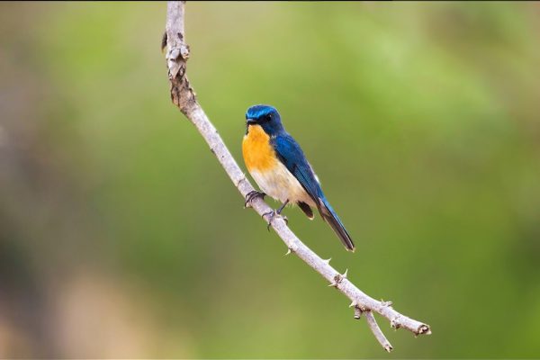 Nature highlights of Kanchanaburi, Thailand 2